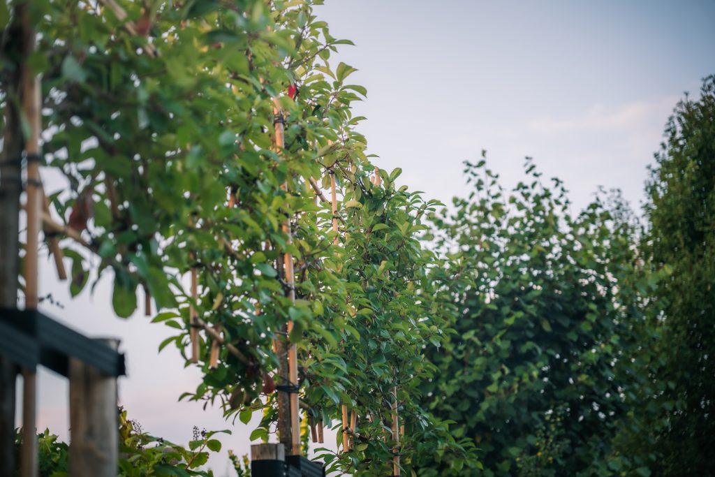 Tuinonderhoud en boombeplanting door JDV Grond en Straatwerk