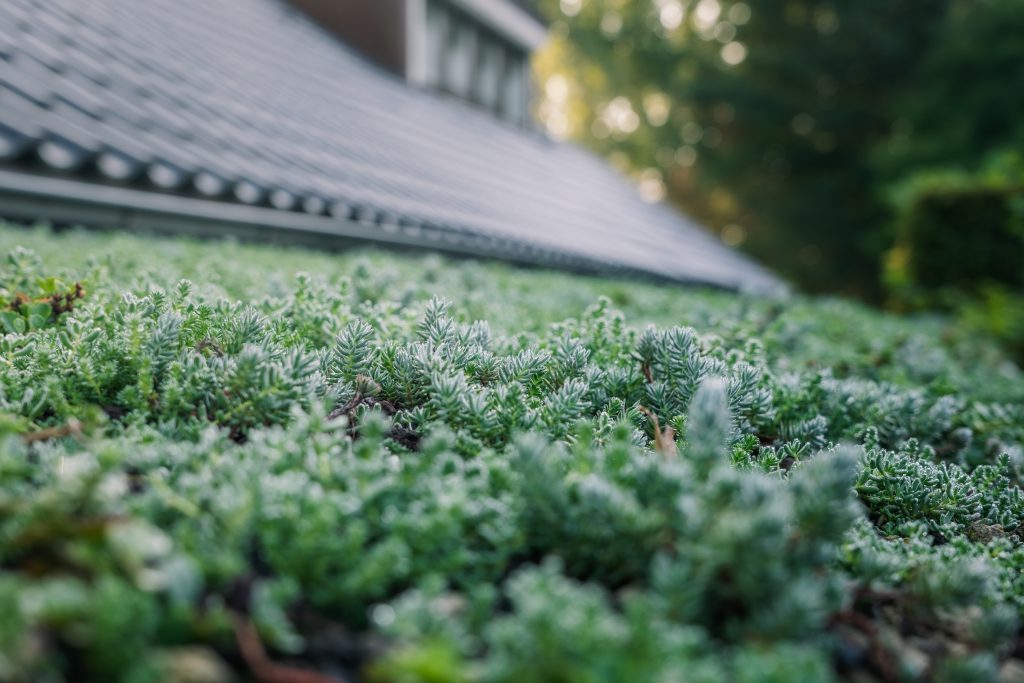 Groen sedumdak aangelegd door JDV Grond- & Straatwerk