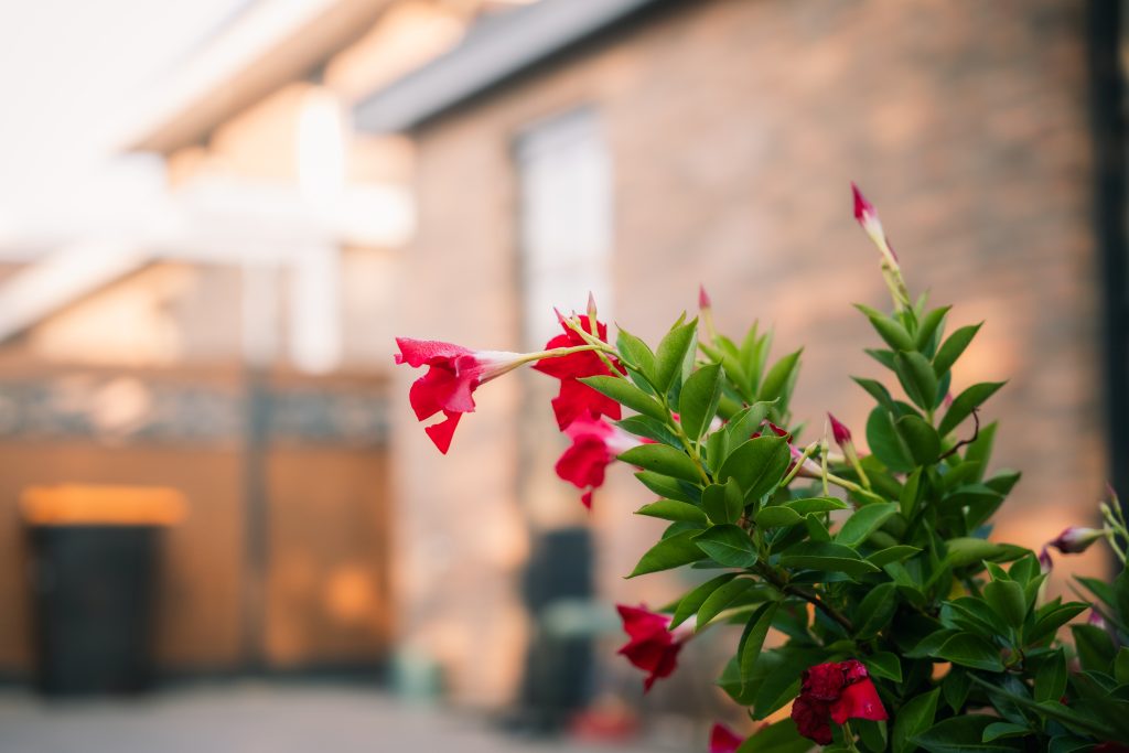 Strak aangelegde tuin met bloeiende planten in Kesteren