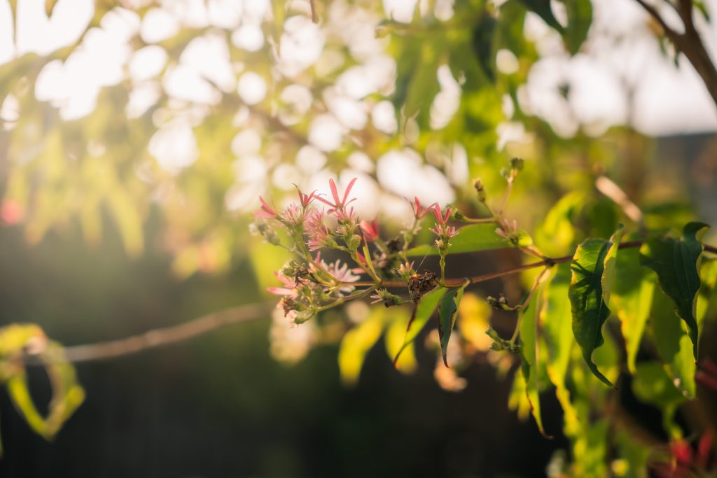 JDV Grond- & Straatwerk tuinbeplanting